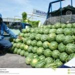 asian-farmer-agriculture-field-vietnamese-watermelon-dong-thap-viet-nam-july-group-working-man-harvesting-water-melon-57263529