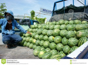 asian-farmer-agriculture-field-vietnamese-watermelon-dong-thap-viet-nam-july-group-working-man-harvesting-water-melon-57263529
